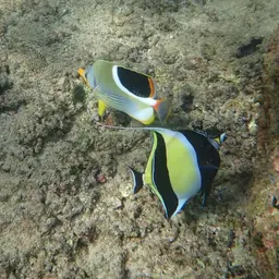 Saddle Butterflyfish, photo 6
