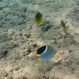 Saddle Butterflyfish, photo 7