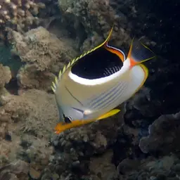 Saddle Butterflyfish, photo 8