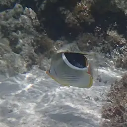 Saddle Butterflyfish, photo 9