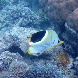 Saddle Butterflyfish, photo 10