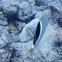 Saddle Butterflyfish, photo 11