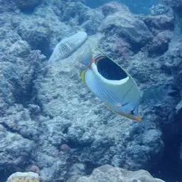 Saddle Butterflyfish, photo 12