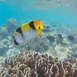 Double-saddled Butterflyfish