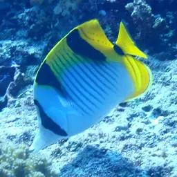 Double-saddled Butterflyfish, photo 2
