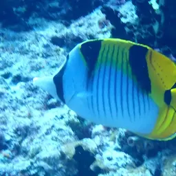 Double-saddled Butterflyfish, photo 3