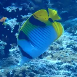 Double-saddled Butterflyfish, photo 4