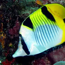 Double-saddled Butterflyfish, photo 5