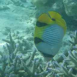 Double-saddled Butterflyfish, photo 6