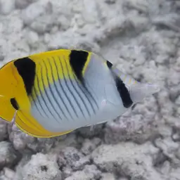 Double-saddled Butterflyfish, photo 7