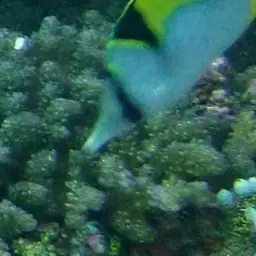 Double-saddled Butterflyfish, photo 8