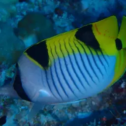 Double-saddled Butterflyfish, photo 9