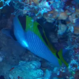 Double-saddled Butterflyfish, photo 10