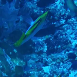 Double-saddled Butterflyfish, photo 11