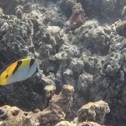 Double-saddled Butterflyfish, photo 12