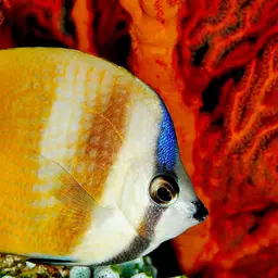 Blacklip Butterflyfish
