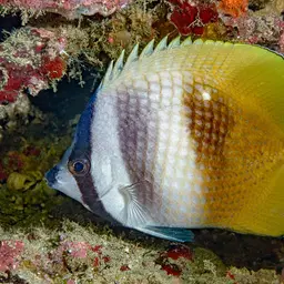 Blacklip Butterflyfish, photo 2