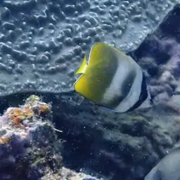 Blacklip Butterflyfish, photo 3