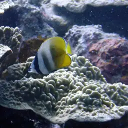 Blacklip Butterflyfish, photo 4