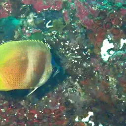 Blacklip Butterflyfish, photo 5