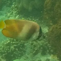 Blacklip Butterflyfish, photo 6