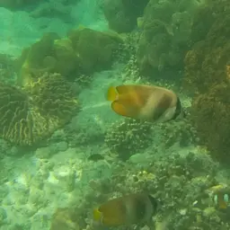 Blacklip Butterflyfish, photo 7