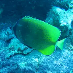 Blacklip Butterflyfish, photo 8