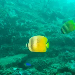 Blacklip Butterflyfish, photo 9