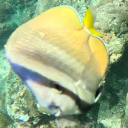 Blacklip Butterflyfish, photo 10