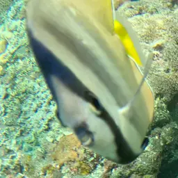 Blacklip Butterflyfish, photo 11