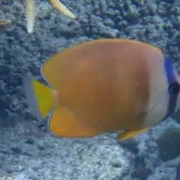 Blacklip Butterflyfish, photo 12