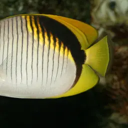 Line Butterflyfish