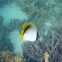 Line Butterflyfish, photo 2
