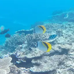 Line Butterflyfish, photo 3