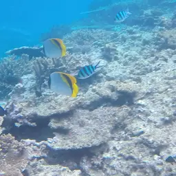 Line Butterflyfish, photo 4
