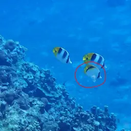 Line Butterflyfish, photo 5