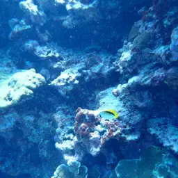Line Butterflyfish, photo 6