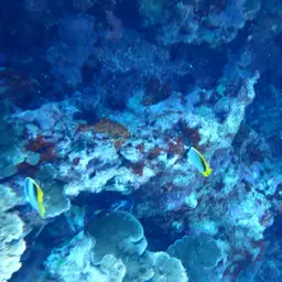 Line Butterflyfish, photo 7