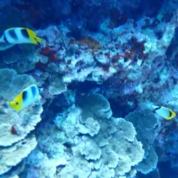 Line Butterflyfish, photo 8