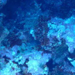 Line Butterflyfish, photo 9