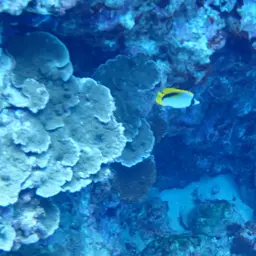 Line Butterflyfish, photo 10