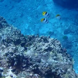 Line Butterflyfish, photo 11