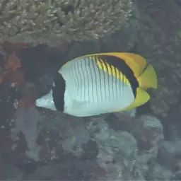 Line Butterflyfish, photo 12