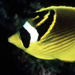 Halfmoon Butterflyfish