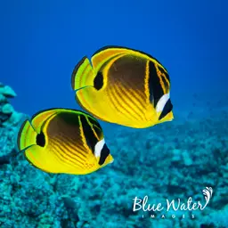 Halfmoon Butterflyfish, photo 2