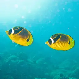 Halfmoon Butterflyfish, photo 3