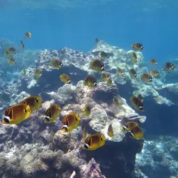 Halfmoon Butterflyfish, photo 4
