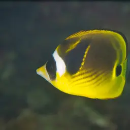 Halfmoon Butterflyfish, photo 5