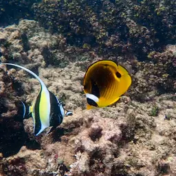 Halfmoon Butterflyfish, photo 6