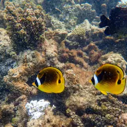 Halfmoon Butterflyfish, photo 7